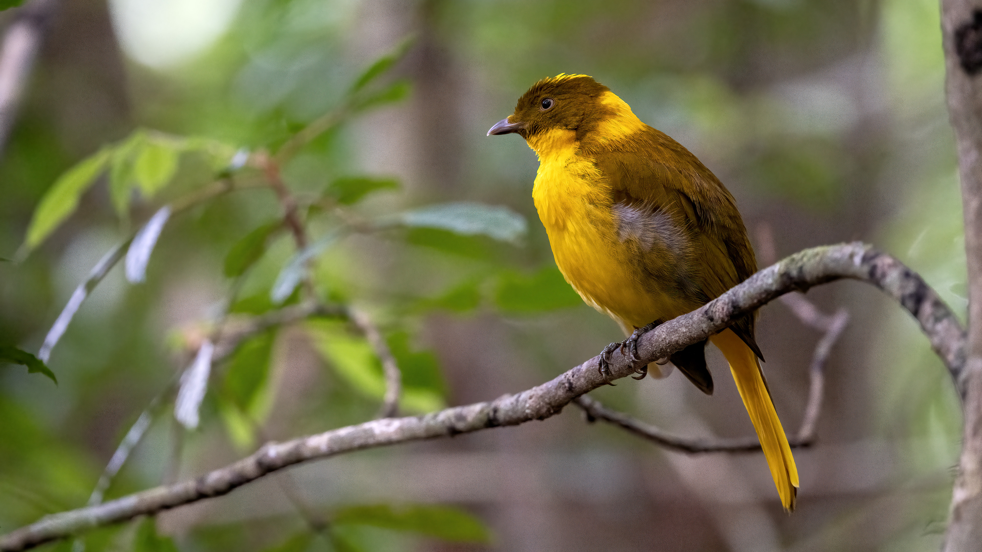 Golden Bowerbird — Ana fotoğraf